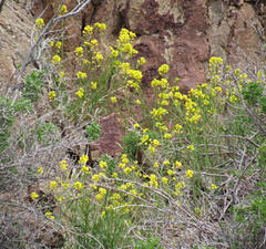 Sisymbrium linifolium