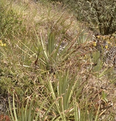Puya membranacea