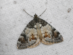 Dysstroma latefasciata
