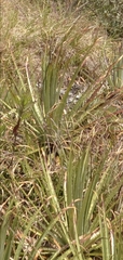 Puya membranacea