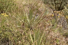 Puya membranacea