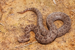 Crotalus ravus brunneus