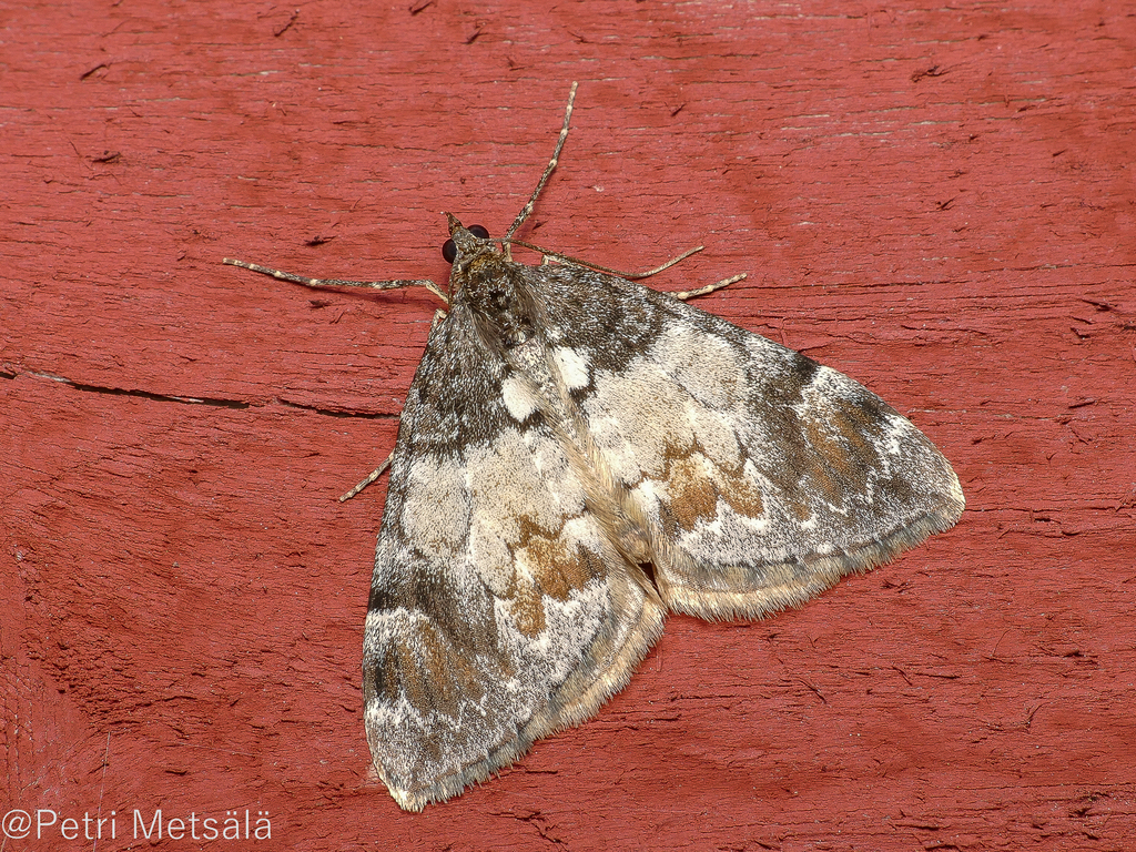 Dysstroma latefasciata