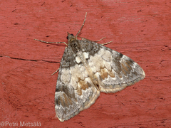 Dysstroma latefasciata