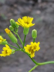 Crepis pulchra