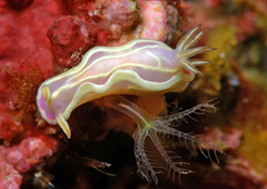 Ceratosoma