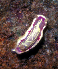 Ceratosoma