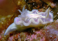Ceratosoma