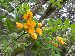 Senna stipulacea