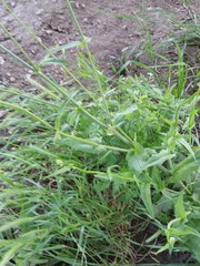 Crepis pulchra