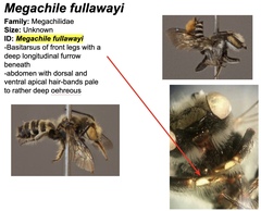 Megachile fullawayi