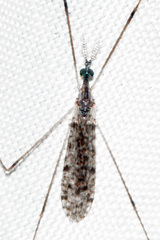 Rhipidia maculata