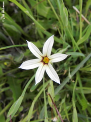 Sisyrinchium chilense