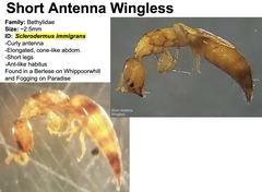 Sclerodermus