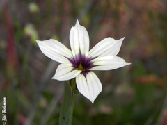 Sisyrinchium chilense