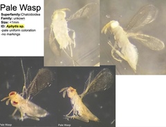 Aphytis