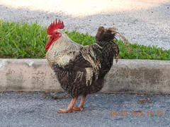 Domestic Chicken (Variety Gallus gallus domesticus