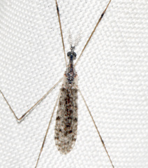 Rhipidia maculata