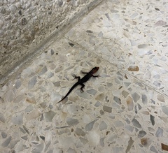 Gonatodes albogularis fuscus