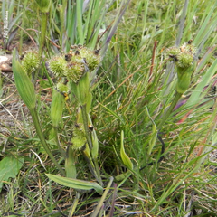 Sisyrinchium graminifolium