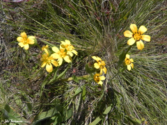 Sisyrinchium graminifolium