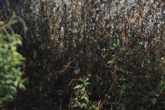 Psaltriparus minimus