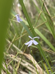 Lobelia stenophylla