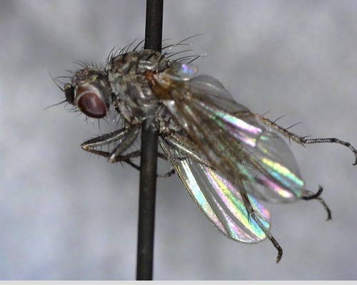 iNaturalist observation photo of Muscoid Flies