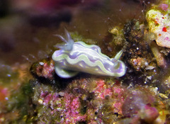 Ceratosoma