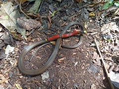 Guatemala Neckband Snake photo 5