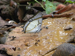 Polyura eudamippus