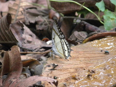Polyura eudamippus