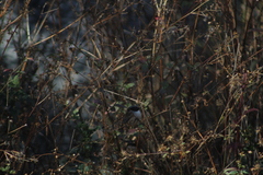 Psaltriparus minimus