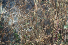 Psaltriparus minimus