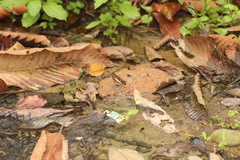 Polyura athamas