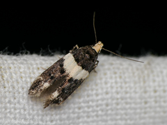 Recurvaria leucatella