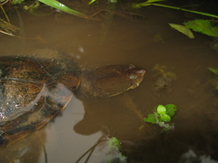 Hydromedusa maximiliani