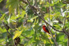 Pyrocephalus rubinus