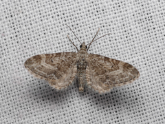 Eupithecia nanata