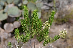 Mortonia greggii