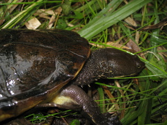 Hydromedusa maximiliani