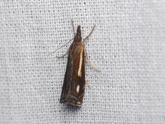 Crambus heringiellus