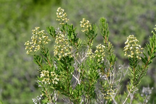 Gregg's saddlebush (Mortonia greggii)