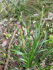 Carex phleoides