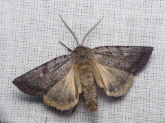 Coenophila subrosea