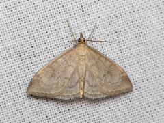 Anania fuscalis
