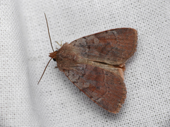 Protolampra sobrina