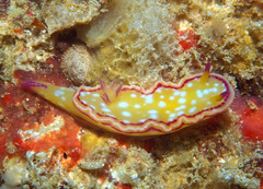 Ceratosoma