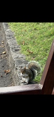 Sciurus carolinensis