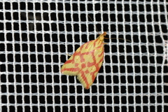Hypercallia citrinalis